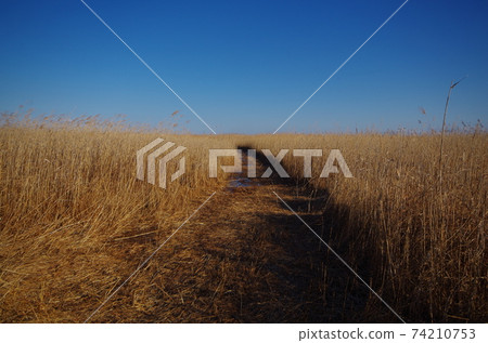 Dead grass and alleys 74210753