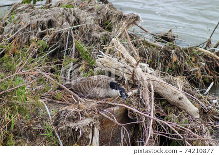 goose on the Niobrara river in a pile of broken down trees goose on the Niobrara river in a pile of broken down trees 74210877