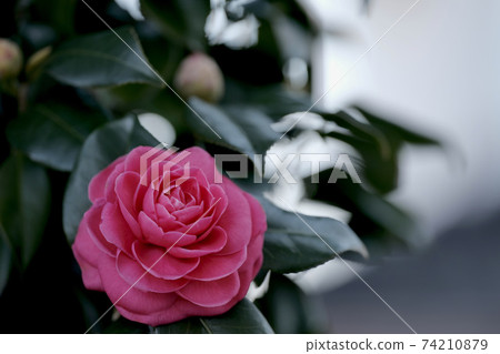 Otome Tsubaki 74210879