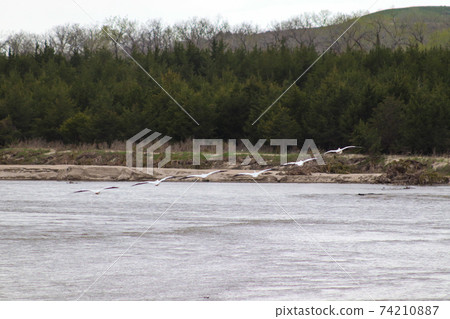 American white pelicans along the niobrara river nebraska in flight American white pelicans along the niobrara river nebraska in flight 74210887