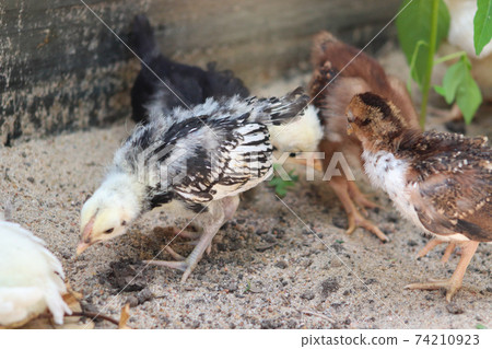 Group of Young baby Bantam chick in the sand Group of Young baby Bantam chick in the sand 74210923