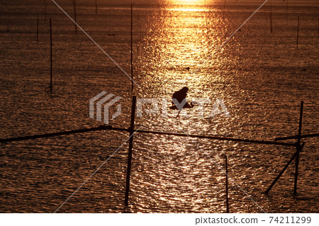 Sagi flying to Hinuma evening view [Oyazawa Park side] 74211299