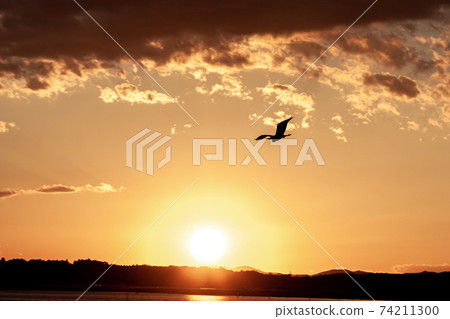 Sagi flying to Hinuma evening view [Oyazawa Park side] 74211300
