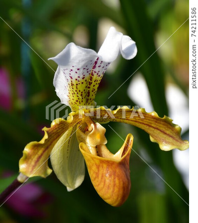 園藝冬季溫室 74211586