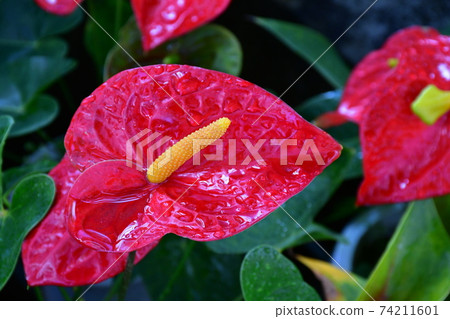 園藝冬季溫室 74211601