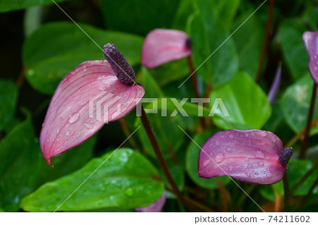 園藝冬季溫室 園藝冬季溫室 74211602