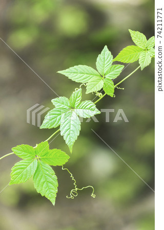 Young leaves of Jiaogulan Sapporo Young leaves of Jiaogulan Sapporo 74211771