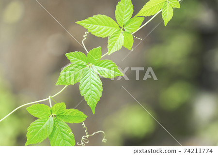 Young leaves of Jiaogulan Sapporo Young leaves of Jiaogulan Sapporo 74211774