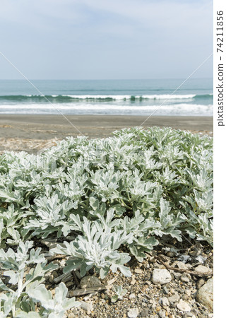 白沙蒿鎮 74211856