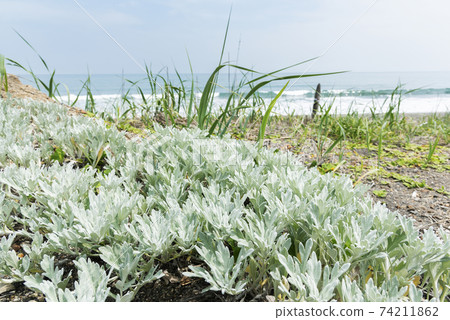 Artemisia stelleriana Shiraoi Town 74211862