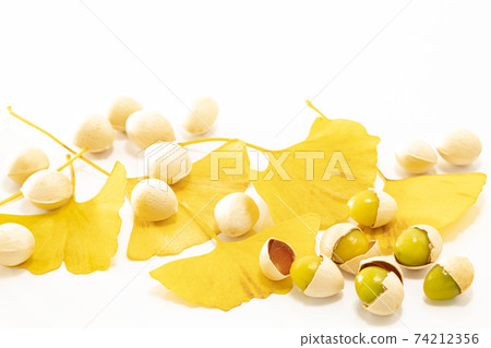 Ginkgo with ginkgo leaves on a white background 74212356