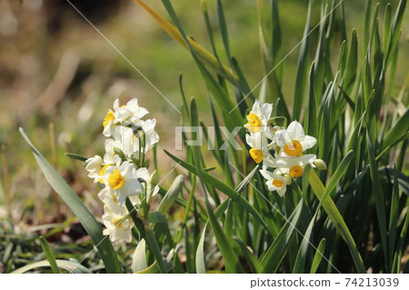 White flowers of Bunch-flowered daffodils blooming in winter fields White flowers of Bunch-flowered daffodils blooming in winter fields 74213039