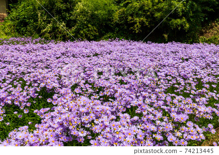 京都北山友禪菊花 74213445