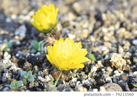 Amur adonis flower 74213560