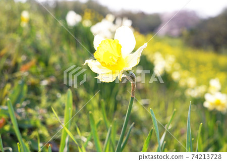 Cuchibei Issen Cuchibei Issen 74213728