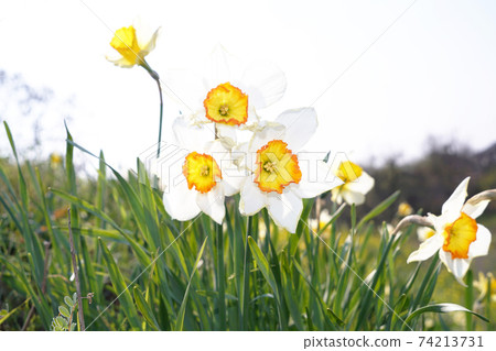 Cuchibei Issen Cuchibei Issen 74213731