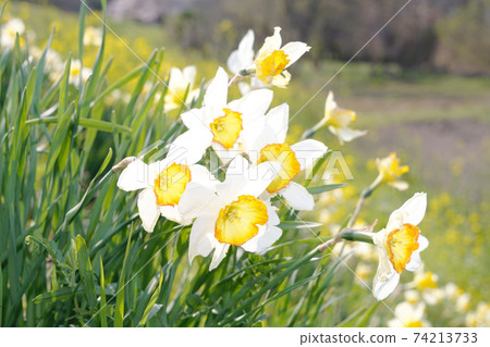 Cuchibei Issen 74213733