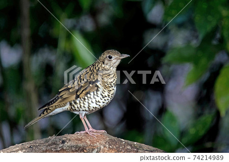 適合森林地面的鱗狀鵝口瘡，有時也稱為森林忍者 74214989