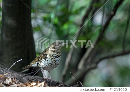 適合森林地面的鱗狀鵝口瘡,有時也稱為森林忍者 適合森林地面的鱗狀鵝口瘡,有時也稱為森林忍者 74215020