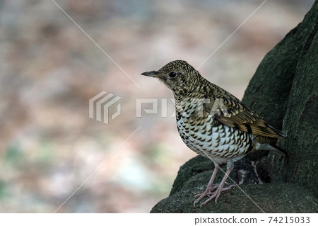 Scaly thrush that fits in the forest floor, sometimes called the forest ninja Scaly thrush that fits in the forest floor, sometimes called the forest ninja 74215033