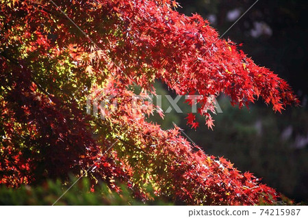 Autumn leaves of maple that have begun to color 74215987
