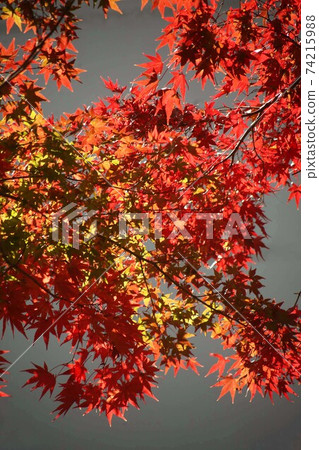 楓樹的秋葉已經開始著色 74215988