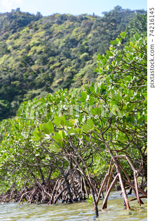 mangrove 74216145