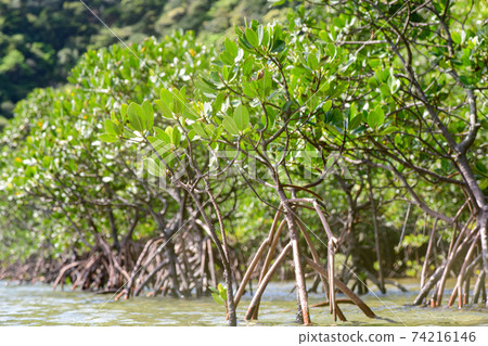 mangrove 74216146