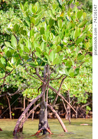 mangrove mangrove 74216147