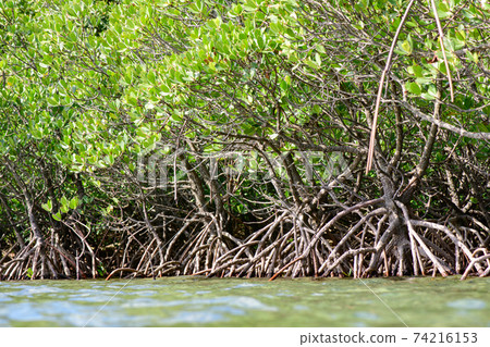 mangrove mangrove 74216153