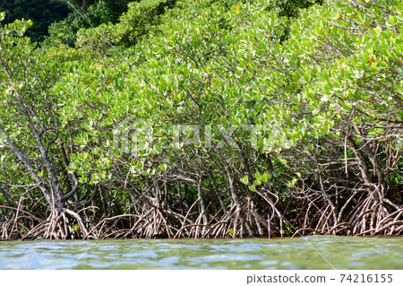 mangrove mangrove 74216155