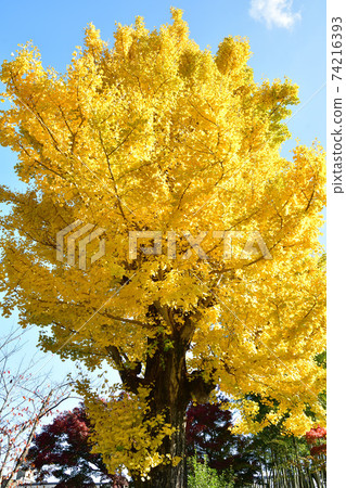 Ginkgo autumn leaves of Seizan Sodo, Myochi-in Temple, Arashiyama, Kyoto Ginkgo autumn leaves of Seizan Sodo, Myochi-in Temple, Arashiyama, Kyoto 74216393