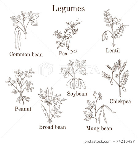 Hand drawn set of culinary agricultural legume plants Hand drawn set of culinary agricultural legume plants 74216457