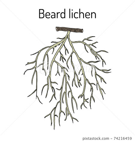 Beard lichen Usnea barbata , or tree moss Beard lichen Usnea barbata , or tree moss 74216459
