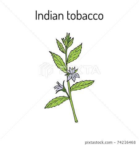Indian Tobacco Lobelia inflata , or Asthma weed, pukeweed, gagroot, medicinal herb Indian Tobacco Lobelia inflata , or Asthma weed, pukeweed, gagroot, medicinal herb 74216468
