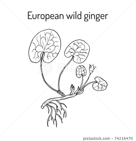 European wild ginger Asarum europaeum , or asarabacca, , hazelwort, medicinal herb European wild ginger Asarum europaeum , or asarabacca, , hazelwort, medicinal herb 74216470
