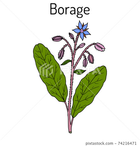 Borage Borago officinalis , or starflower, culinary and medicinal plant 74216471