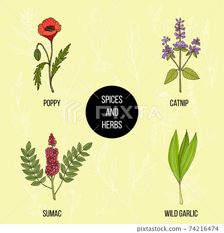 Hand drawn set of culinary herbs and spices 74216474