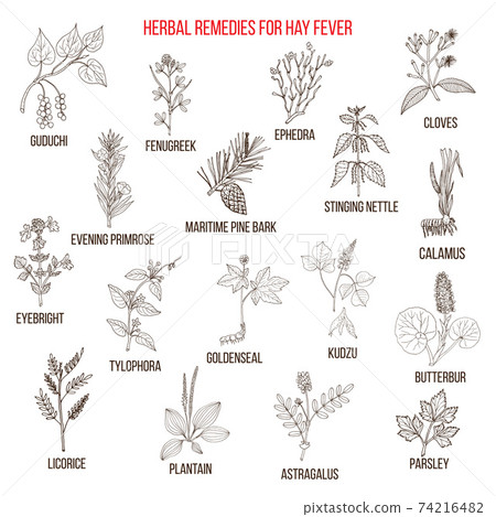 Best herbal remedies for hay fever Best herbal remedies for hay fever 74216482