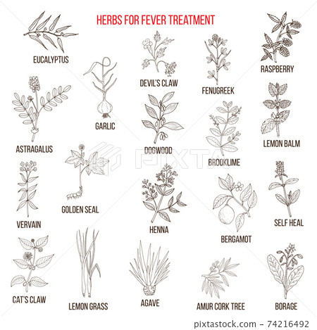 Best herbal remedies for fever 74216492