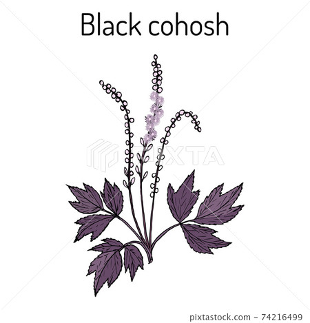 Black cohosh Actaea racemosa , medicinal plant 74216499