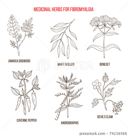 Best herbal remedies for fibromyalgia 74216568