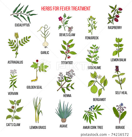 Best herbal remedies for fever Best herbal remedies for fever 74216572