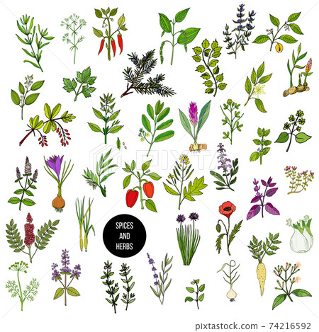 Hand drawn set of culinary herbs and spices 74216592