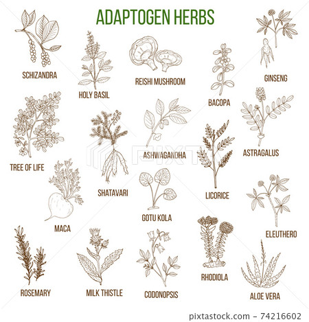 Adaptogen herbs. Hand drawn set of medicinal plants Adaptogen herbs. Hand drawn set of medicinal plants 74216602