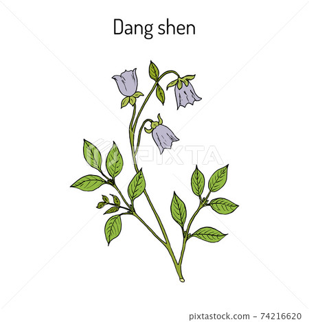 Codonopsis pilosula, or dang shen, or poor man s ginseng. medicinal plant 74216620