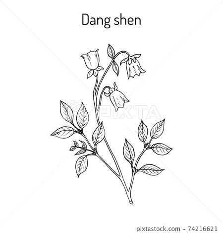 Codonopsis pilosula, or dang shen, or poor man s ginseng. medicinal plant 74216621