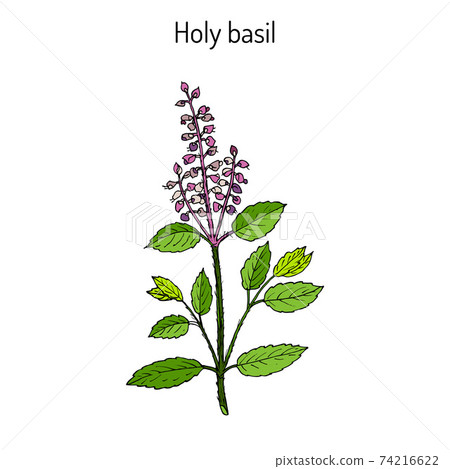 Holy Basil Ocimum tenuiflorum , or tulasi Holy Basil Ocimum tenuiflorum , or tulasi 74216622