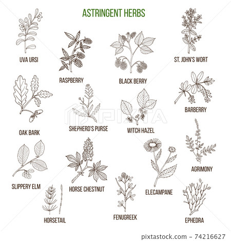 Astringent herbs. Hand drawn set Astringent herbs. Hand drawn set 74216627