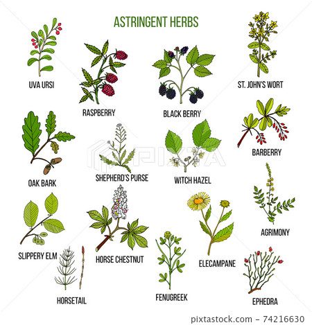 Astringent herbs. Hand drawn set of medicinal plants Astringent herbs. Hand drawn set of medicinal plants 74216630